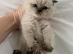 Fold male kitten - Scottish Fold Kitten For Sale - 