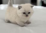 White STRIGHT male - Scottish Straight Kitten For Sale - 