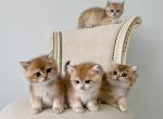 British Shorthair Brother & Sisters Kitten - British Shorthair Kitten For Sale - Orlando, FL, US