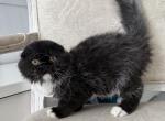 Scottish Fold Black & White Female - Scottish Fold Kitten For Sale - Orlando, FL, US