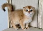 Scottish Fold Golden Female - Scottish Fold Kitten For Sale - Orlando, FL, US