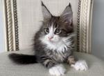 Maine  Coon Brown &  White Male Kitten - Maine Coon Kitten For Sale - Orlando, FL, US