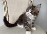 Maine  Coon Brown & White Male  Kitten - Maine Coon Kitten For Sale - Orlando, FL, US