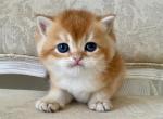 British Shorthair Golden Male - British Shorthair Kitten For Sale - Orlando, FL, US