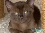 Kevin - Burmese Kitten For Sale - Miami, FL, US