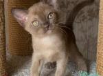 Karolina - Burmese Kitten For Sale - Miami, FL, US