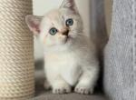 Smile - Munchkin Kitten For Sale - Norwalk, CT, US
