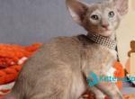 Flora - Oriental Kitten For Sale