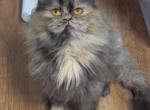 Purebred persian - Persian Cat For Sale - 