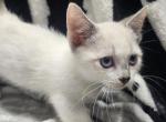 Willie - Munchkin Kitten For Sale - Zanesville, OH, US
