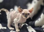 Kate - Sphynx Kitten For Sale - Zanesville, OH, US
