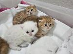 Scottish fold and British - British Shorthair Kitten For Sale - 