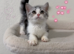 Chichi - Munchkin Kitten For Sale - San Jose, CA, US