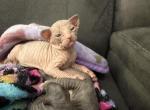 Crystal - Sphynx Kitten For Sale - 