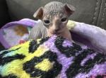 Onyx - Sphynx Kitten For Sale - 
