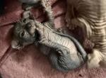 Jade - Sphynx Kitten For Sale - Chicago, IL, US