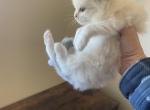 Shena - Ragdoll Kitten For Sale - San Diego, CA, US