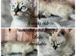 Graham - Bengal Kitten For Sale - 