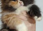 Calico persian female kitten - Persian Kitten For Sale - Woodburn, IN, US