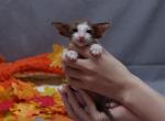 Fani - Oriental Kitten For Sale