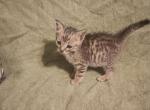Nala - Domestic Kitten For Adoption - 