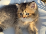 York - Scottish Straight Kitten For Sale - 