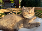Lusy - Scottish Straight Kitten For Sale - 