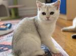 Sveta - British Shorthair Kitten For Sale - 