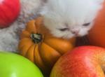 Persian Female White Kitten - Persian Kitten For Sale - 