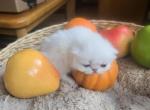 Persian Male White Kitten - Persian Kitten For Sale - 