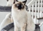 PERCY Seal Mitted Ragdolls - Ragdoll Kitten For Sale - Mount Joy, PA, US