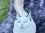 MAX READY bicolor seal - Ragdoll Kitten For Sale - Mount Joy, PA, US