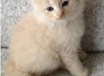 Maine coon ragdoll - Maine Coon Kitten For Sale - W Bloomfield, MI, US