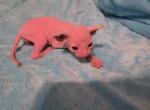 Izzy - Sphynx Kitten For Sale - Modesto, CA, US