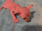 Jewels - Sphynx Kitten For Sale - Modesto, CA, US