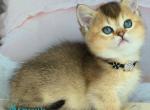 Auri - Munchkin Kitten For Sale - Norwalk, CT, US