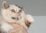 Tica exotic shorthair female ready to go - Exotic Kitten For Sale - Woodburn, IN, US