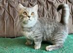 Xefir blue tabby munchkin boy with short legs - Munchkin Kitten For Sale - TX, US