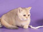 Manya munchkin standard silver shaded short legs - Munchkin Kitten For Sale - TX, US
