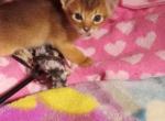 Ruddy newborn Neko on hold - Abyssinian Kitten For Sale - Plymouth, WI, US
