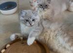 Sierra - Ragdoll Kitten For Sale - 