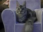 Purebred Maine coon kittens Cleopatra - Maine Coon Kitten For Sale - 