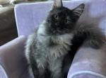 Purebred Maine Coon Dave - Maine Coon Kitten For Sale - 