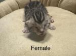 Beautiful Bengals - Bengal Kitten For Sale - AR, US