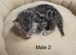 Majestic Kittens - Bengal Kitten For Sale - AR, US