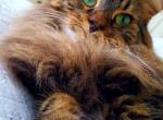 JACK - Domestic Cat For Adoption - 