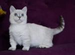 White angel Teddy blue eyed munchkin standard boy - Munchkin Kitten For Sale - TX, US