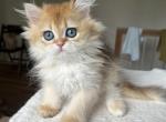 Lamajeur Cattery Mona Golden British Longhair - British Shorthair Kitten For Sale - 