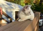 Blue eyes Siamese red point color kitten cat - Siamese Kitten For Sale - 