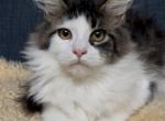 Kali - Maine Coon Kitten For Sale - 